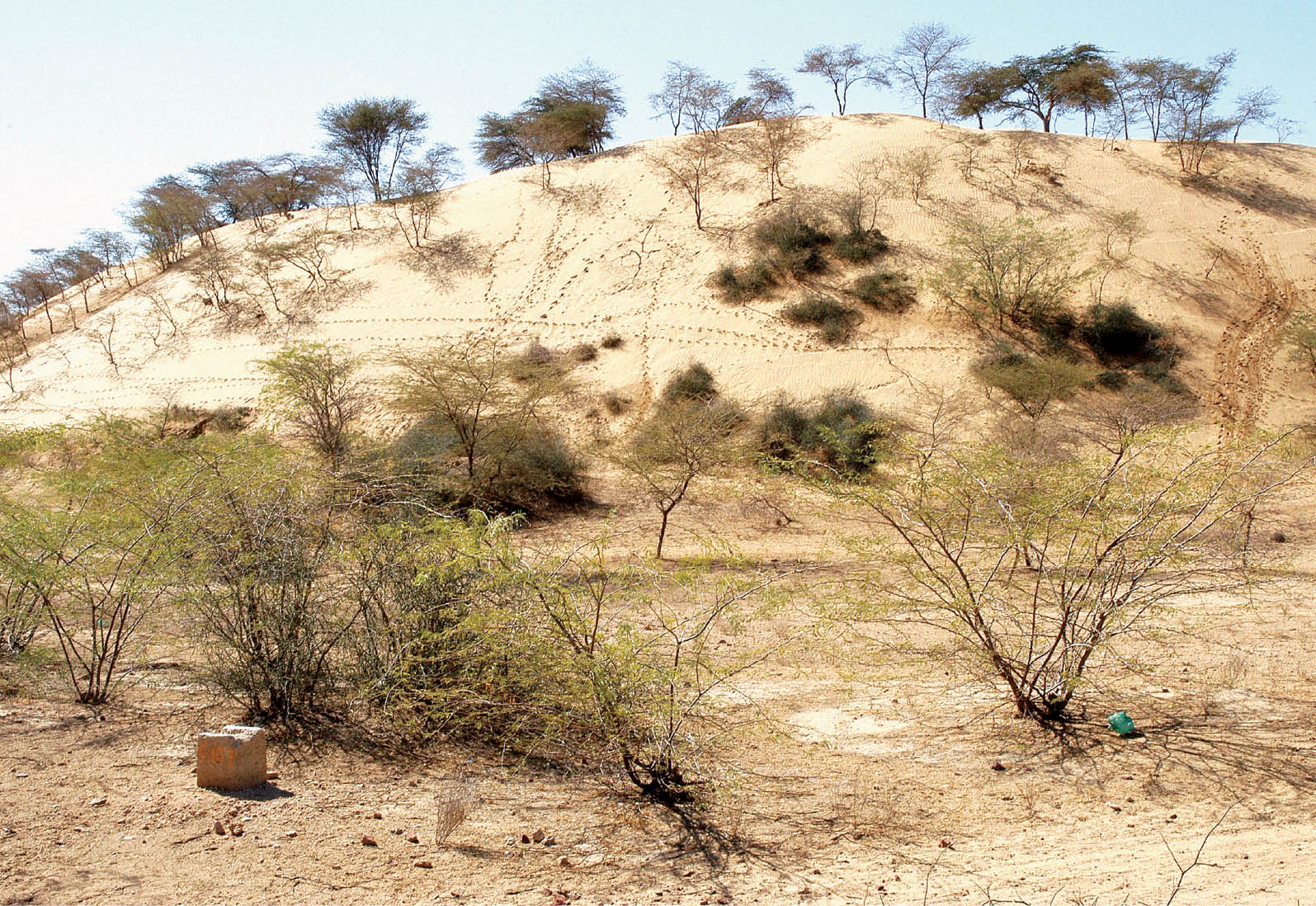 Climate Change Impact on Thar Desert